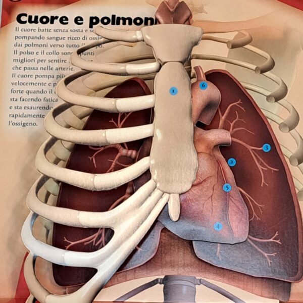 Il corpo umano. 3D explora - immagine 2