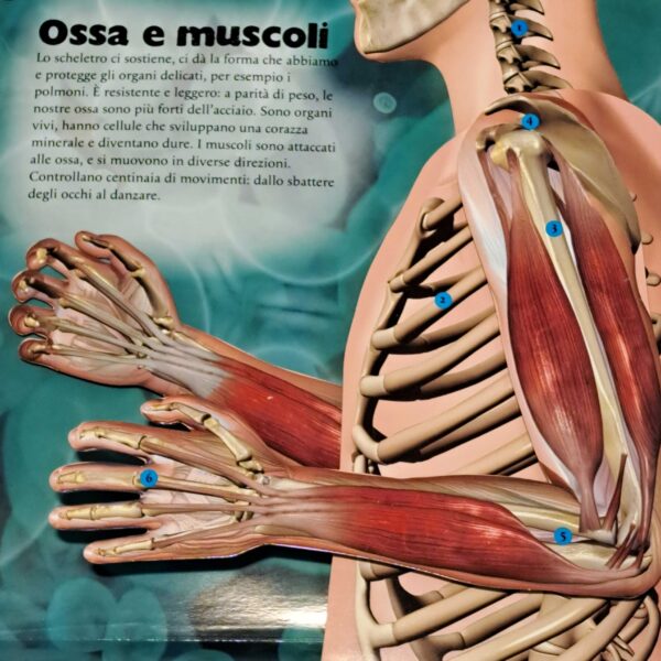Il corpo umano. 3D explora - immagine 3